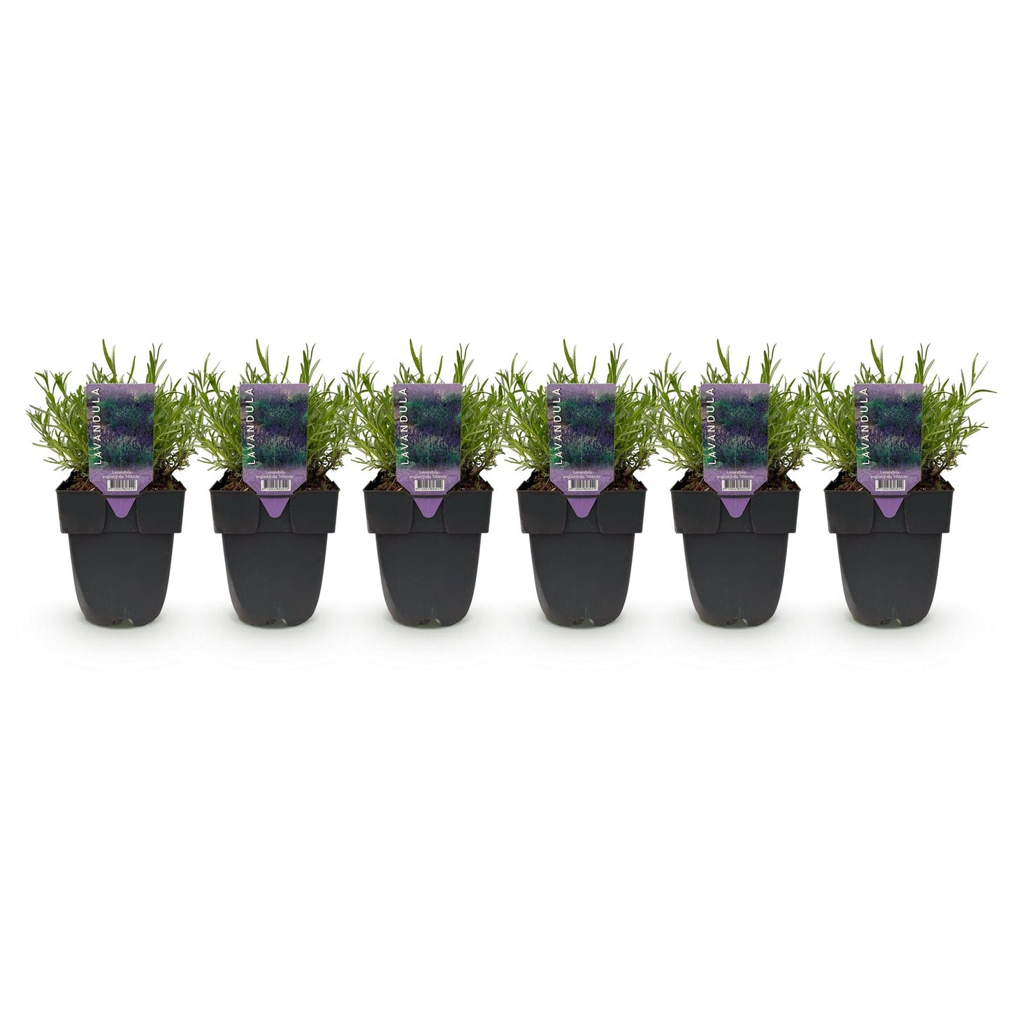 Lavandula angustifolia Hidcote : six plants en pot noir alignés sur fond blanc, prêts à être plantés pour former une haie. Les étiquettes vi