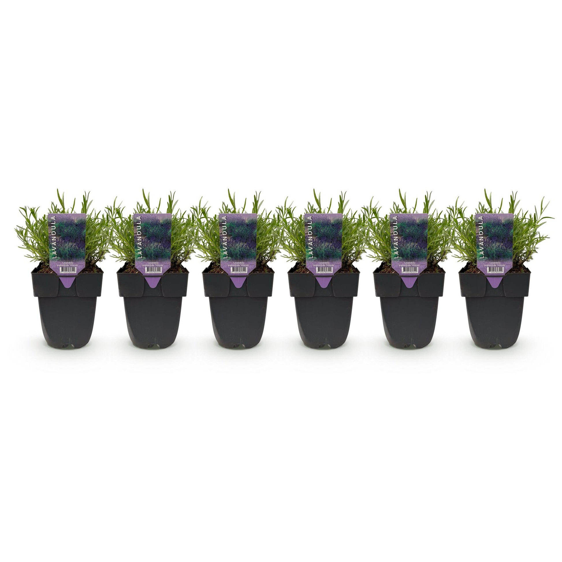 Lavandula angustifolia Hidcote : six plants en pot noir alignés sur fond blanc, prêts à être plantés pour former une haie. Les étiquettes vi