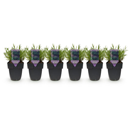 Lavandula angustifolia Hidcote : six plants en pot noir alignés sur fond blanc, prêts à être plantés pour former une haie. Les étiquettes vi