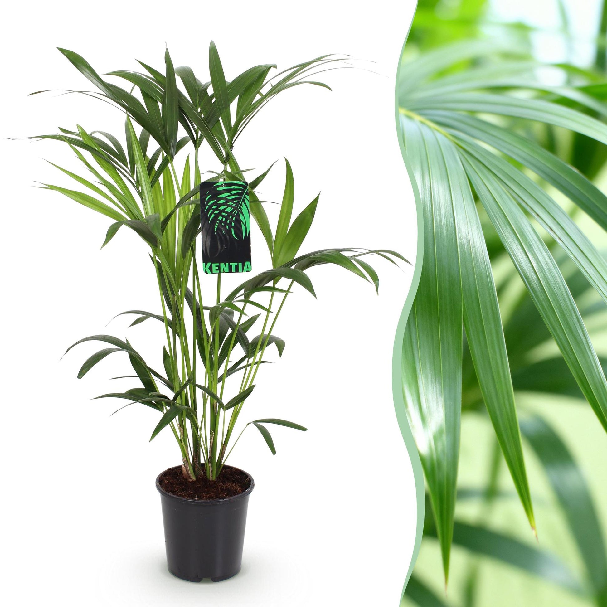 Plante d'intérieur - Howea Forsteriana - Palmier Kentia - Peu d'entretien - Vert - 1 plante - Pot 19cm - Hauteur 80-85cm