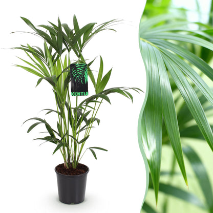 Plante d'intérieur - Howea Forsteriana - Palmier Kentia - Peu d'entretien - Vert - 1 plante - Pot 19cm - Hauteur 80-85cm