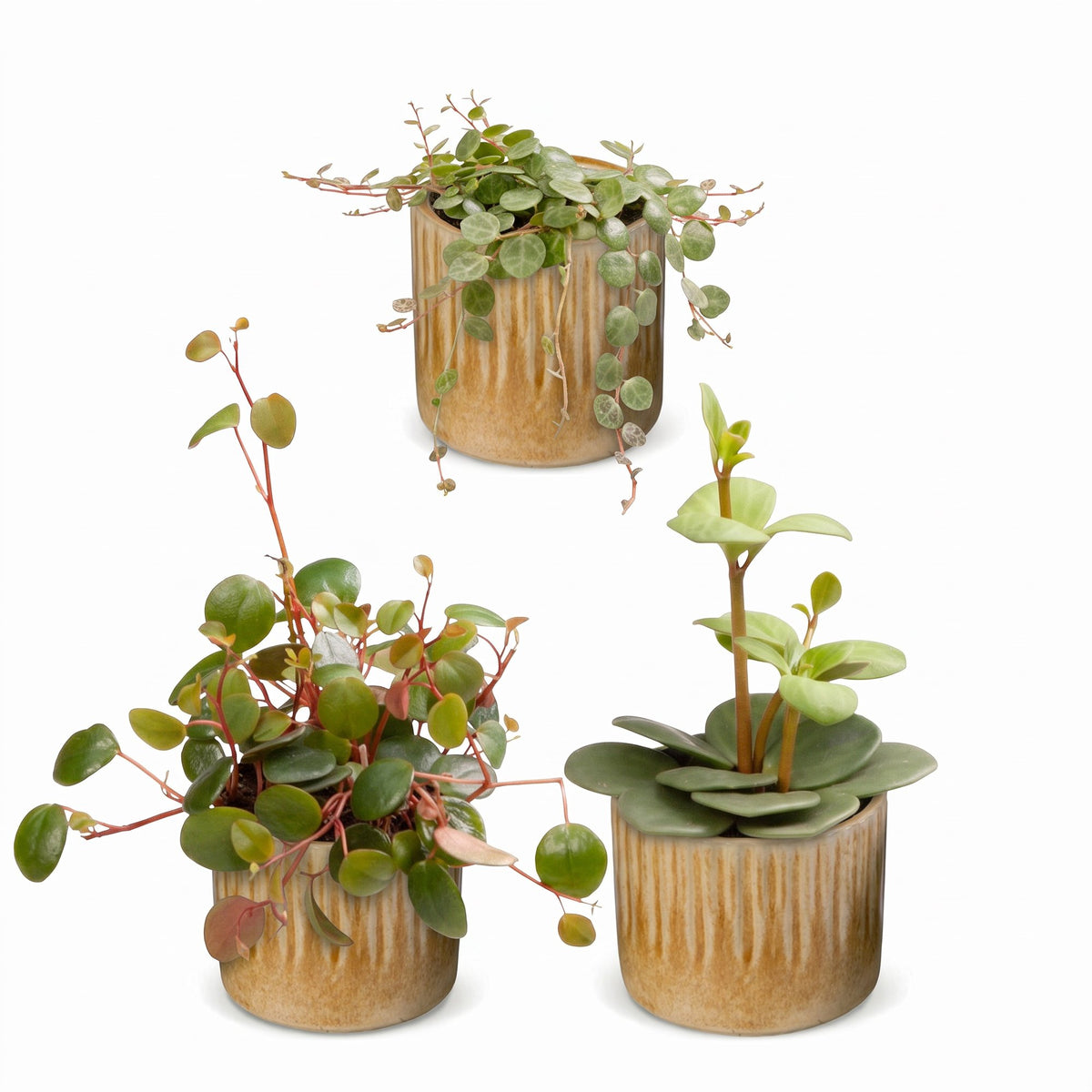 Bébés Peperomia en pot de 6 cm, cache-pot miel