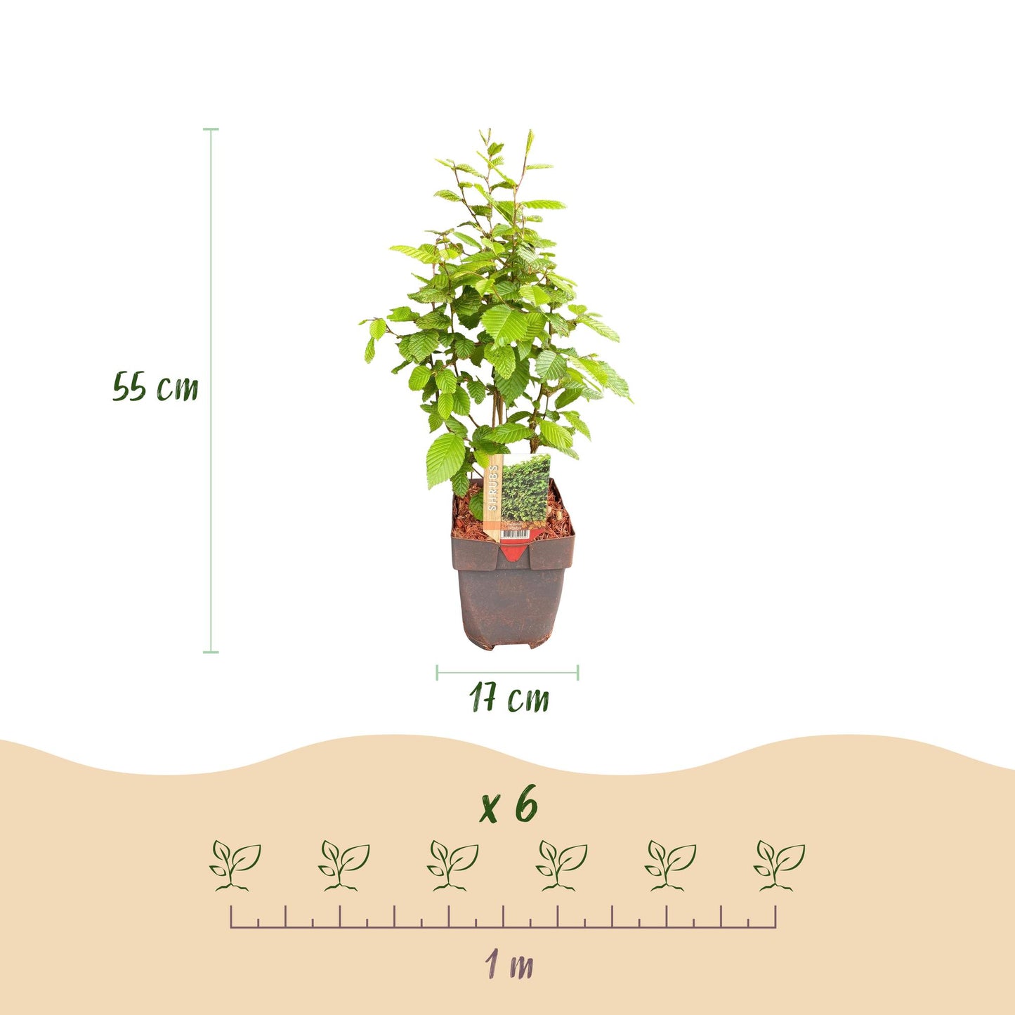 Carpinus betulus en pot de 17 cm, haut de 55 cm, vendu en lot de 6 plants pour 1 mètre linéaire de haie.