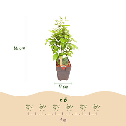 Carpinus betulus en pot de 17 cm, haut de 55 cm, vendu en lot de 6 plants pour 1 mètre linéaire de haie.