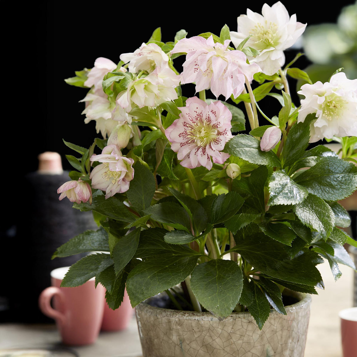 Rose de Carême 'Double Ellen Pink' au jardin, Helleborus orientalis