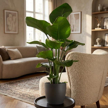 Strelitzia Nicolai avec pot Potter Gris - 80cm - Ø21