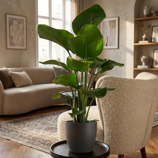 Strelitzia Nicolai avec pot Potter Gris - 80cm - Ø21