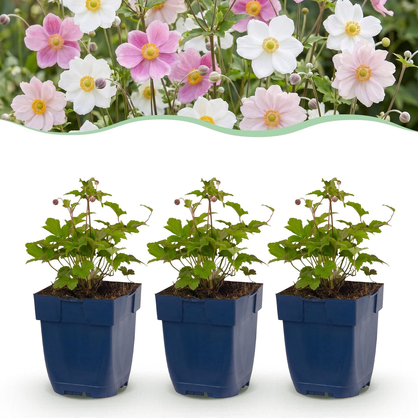 Anemone Tricolour : jeune plant en pot bleu sur fond blanc, avec en arrière-plan une haie d'anémones en fleurs roses et blanches.
