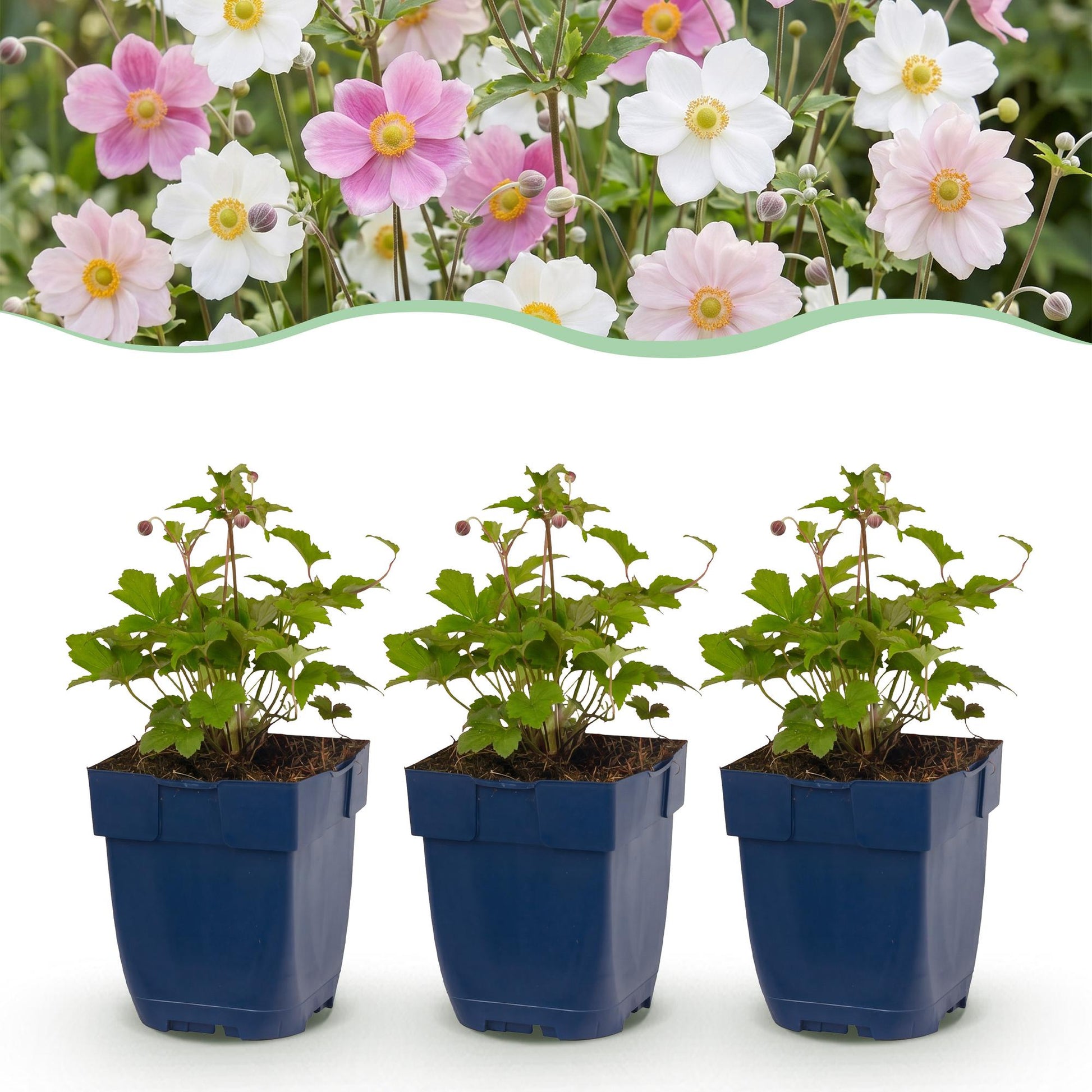 Anemone Tricolour : jeune plant en pot bleu sur fond blanc, avec en arrière-plan une haie d'anémones en fleurs roses et blanches.