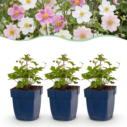 Anemone Tricolour : jeune plant en pot bleu sur fond blanc, avec en arrière-plan une haie d'anémones en fleurs roses et blanches.