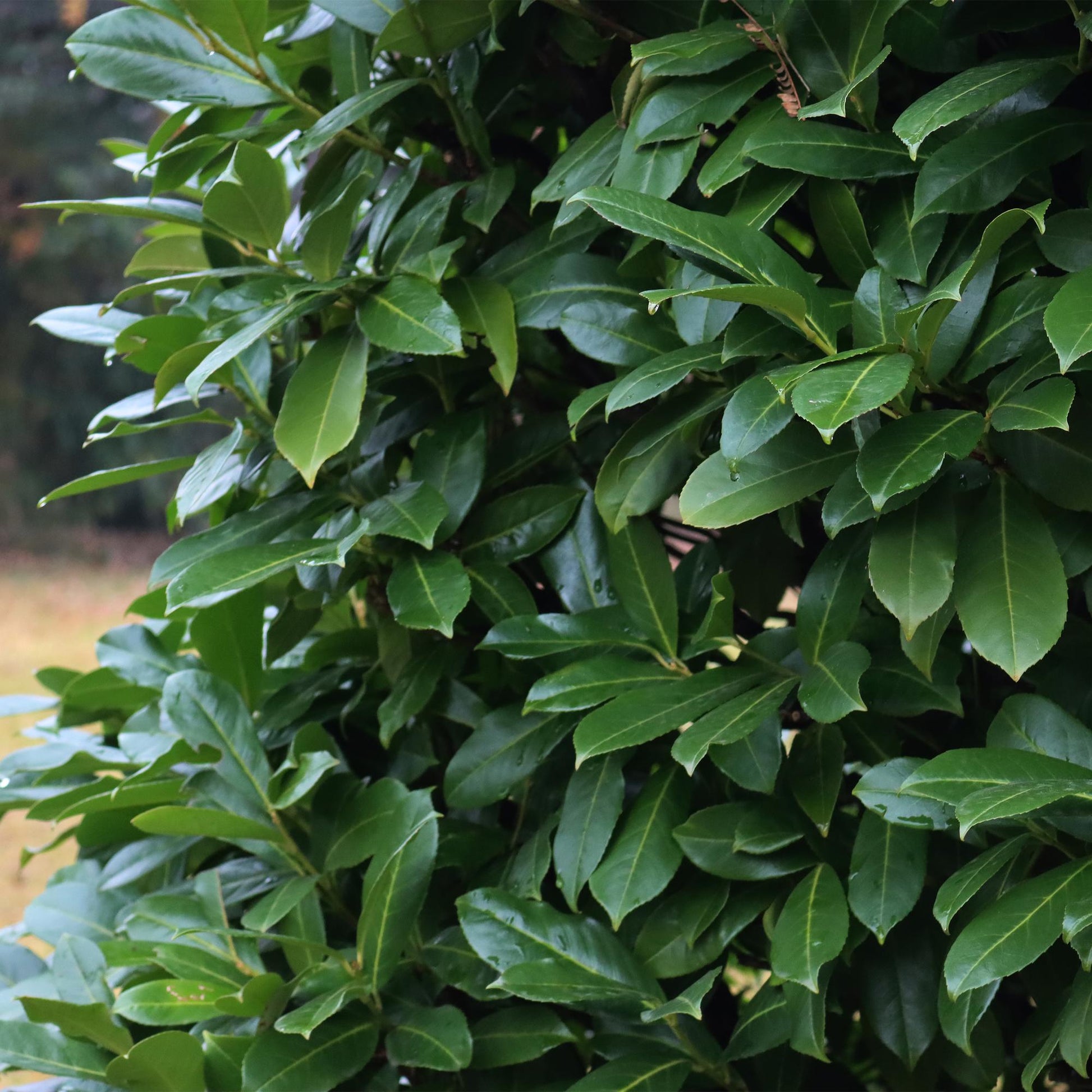 Prunus laurocerasus Novita, gros plan sur le feuillage vert persistant et brillant avec quelques gouttes d'eau.