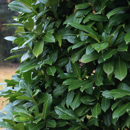 Prunus laurocerasus Novita, gros plan sur le feuillage vert persistant et brillant avec quelques gouttes d'eau.