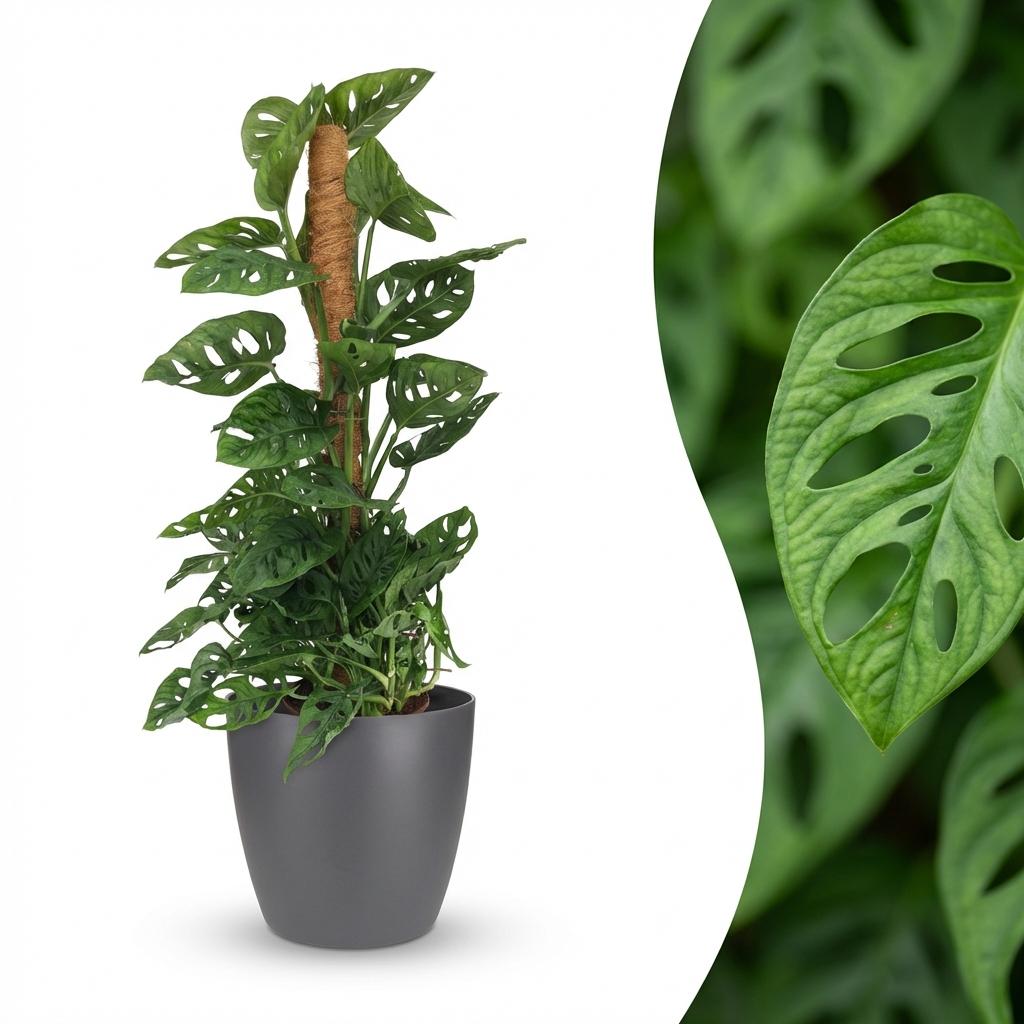 Plante d'intérieur - Monkey Mask - Monstera Adansonii sur Tuteur - Vert - Entretien facile - 1 Plante - avec Potter Gris - Pot 19cm - Hauteur 90cm