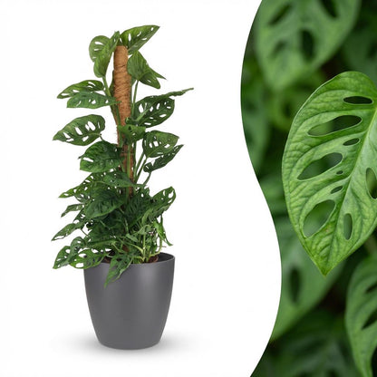 Plante d'intérieur - Monkey Mask - Monstera Adansonii sur Tuteur - Vert - Entretien facile - 1 Plante - avec Potter Gris - Pot 19cm - Hauteur 90cm