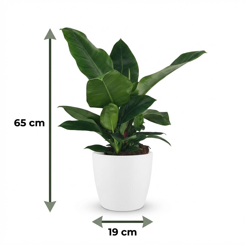 Plante d'intérieur - Philodendron - Philodendron Imperial Green - Vert - Entretien facile - 1 Plante - avec Pot Blanc - Pot 19cm - Hauteur 65cm