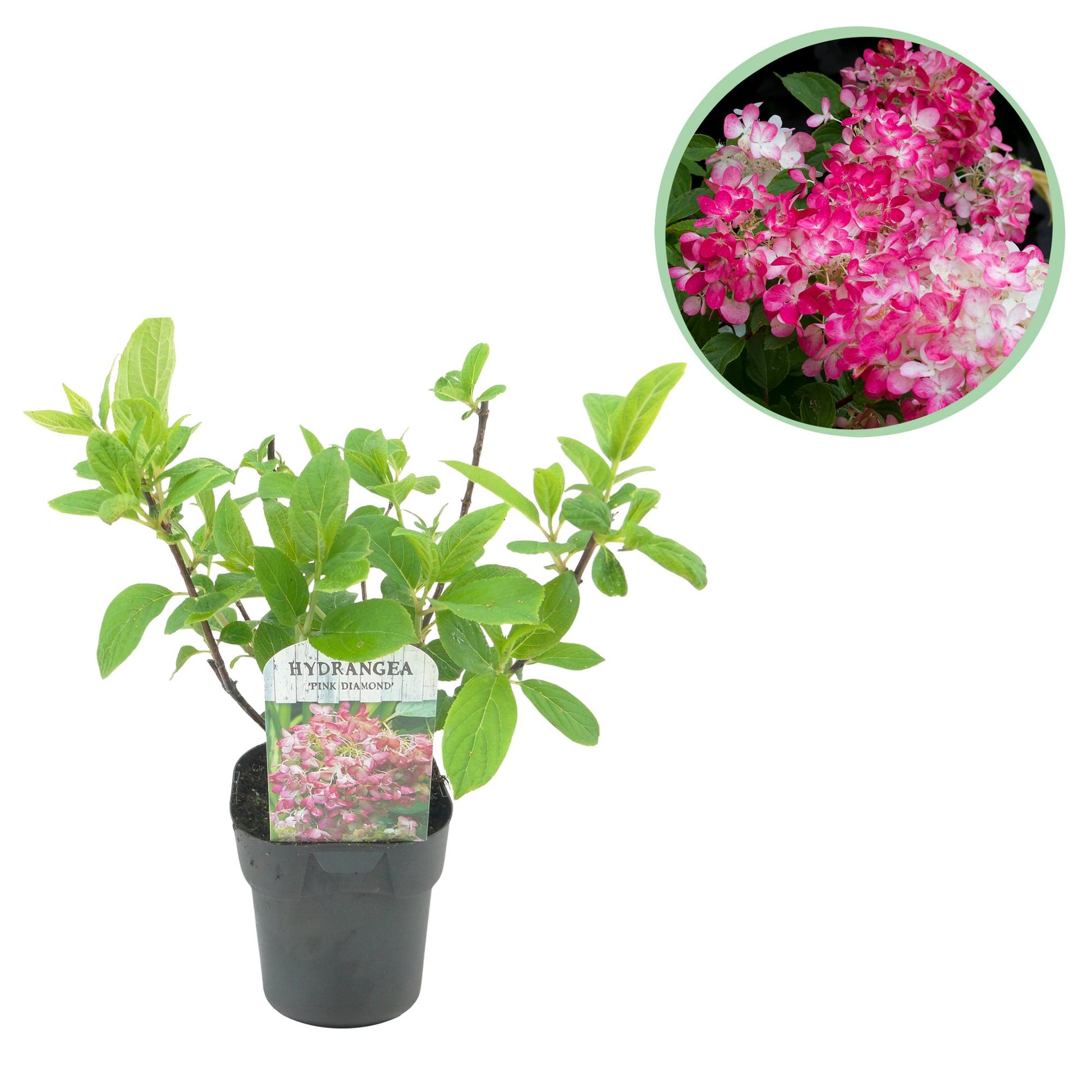 Hortensia 'Pink Diamond' : Jeune plant en pot et gros plan des superbes panicules de fleurs blanc-rose de cet hydrangea paniculata.
