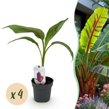 Musa sikkemensis Red Tiger : jeune plant en pot sur fond blanc, avec une pastille "x4" pour indiquer le lot, à côté d'une photo de la plante