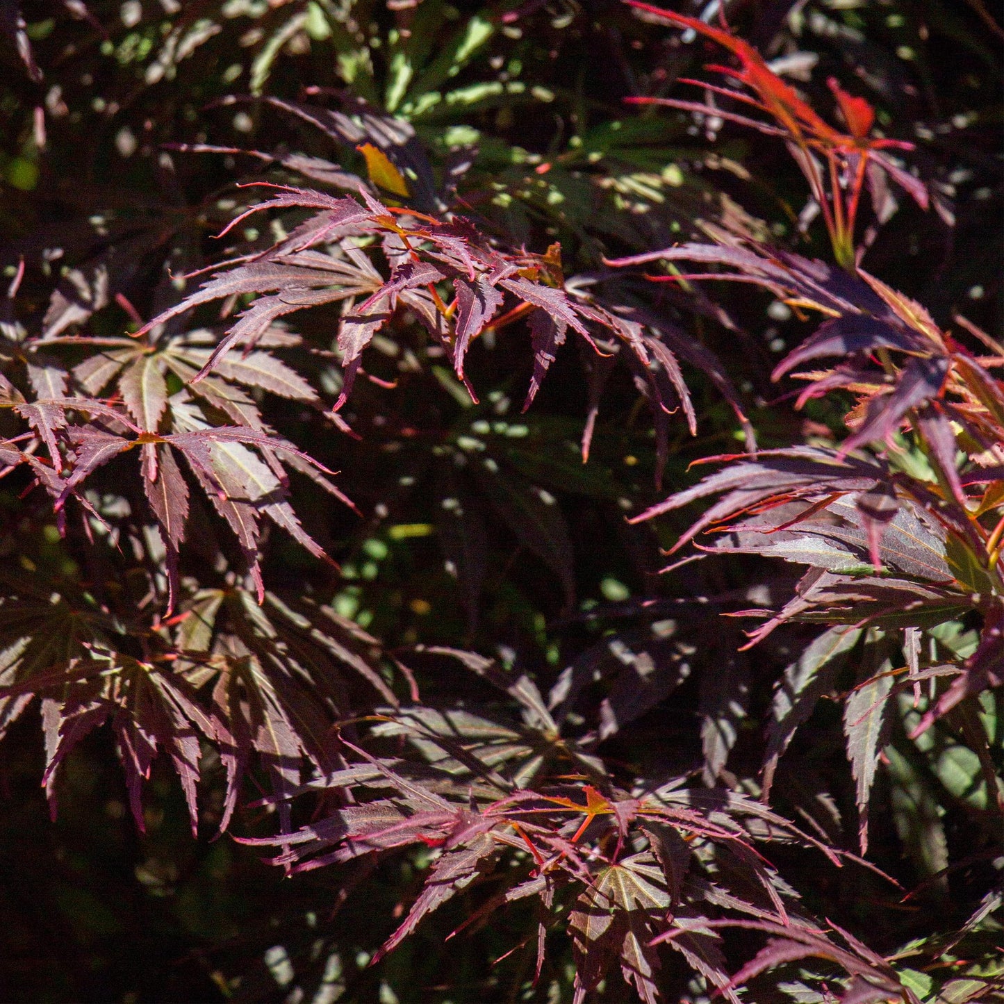 Erable du Japon Acer palmatum Trompenburg, gros plan sur le feuillage profondément lobé et ses feuilles violet foncé aux teintes rouges.