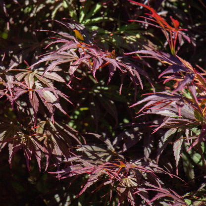 Erable du Japon Acer palmatum Trompenburg, gros plan sur le feuillage profondément lobé et ses feuilles violet foncé aux teintes rouges.