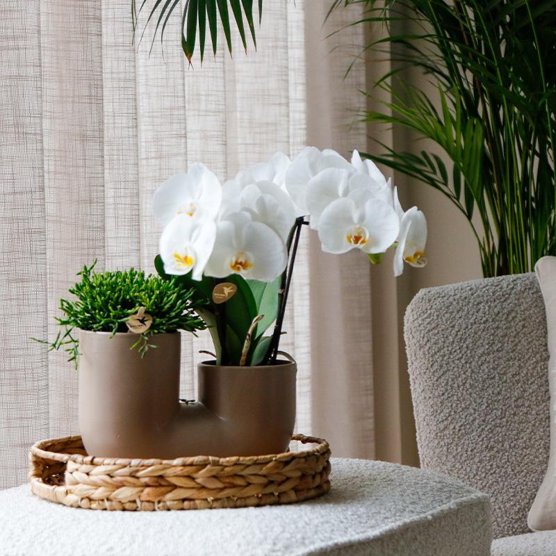 Orchidée Phalaenopsis blanche en pot