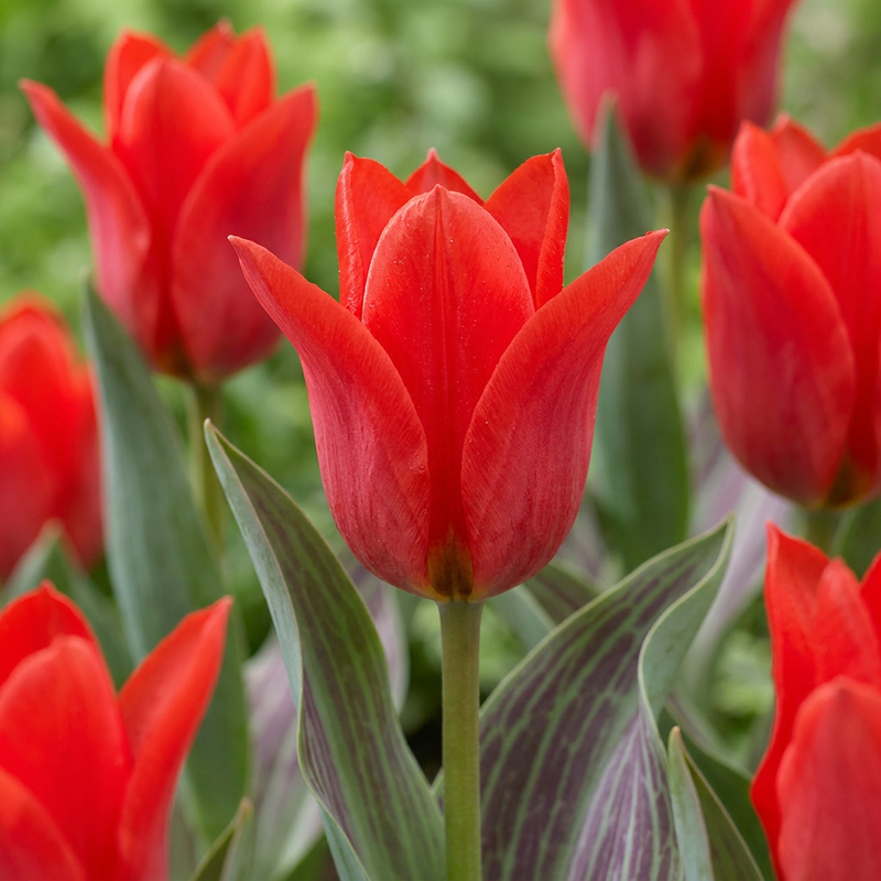 Tulipe Greigii rouge (Tulipa) - floraison printanière - calibre 11/12