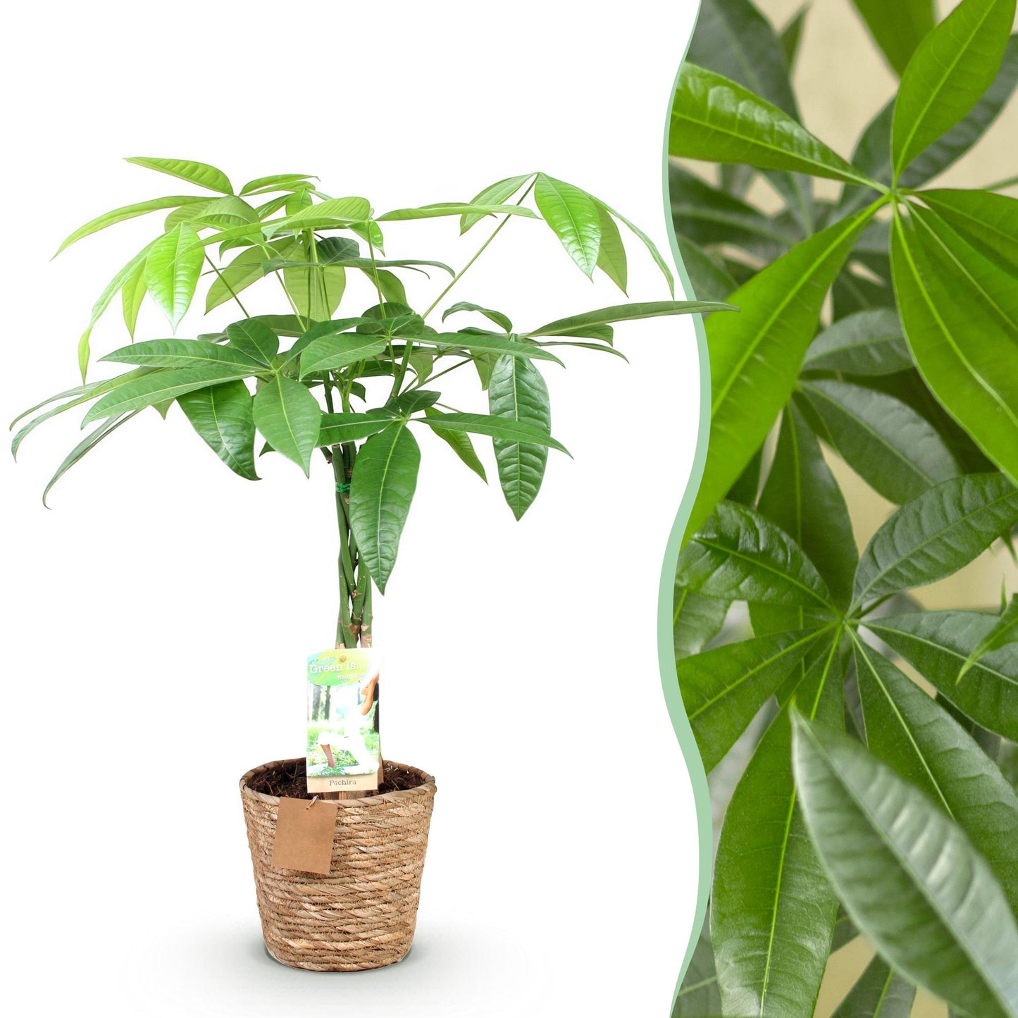 Plantes d'intérieur - Pachira Aquatica tige tressée - Arbre à argent - Peu d'entretien - avec panier - Vert - 1 Plante - Pot 17cm - Hauteur 60-70cm