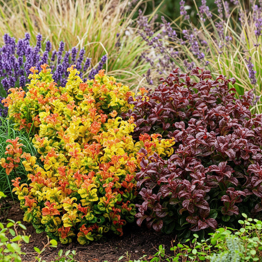 Leucothoe Curly Duo jaune et rouge, planté dans un jardin avec d'autres plantes violettes et graminées, offrant un contraste de couleurs viv