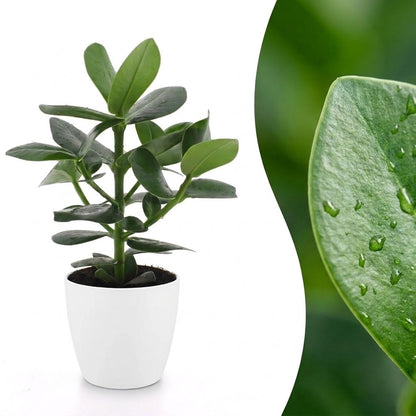 Une plante Clusia Princess avec un feuillage vert brillant, des feuilles arrondies dans un pot blanc épuré