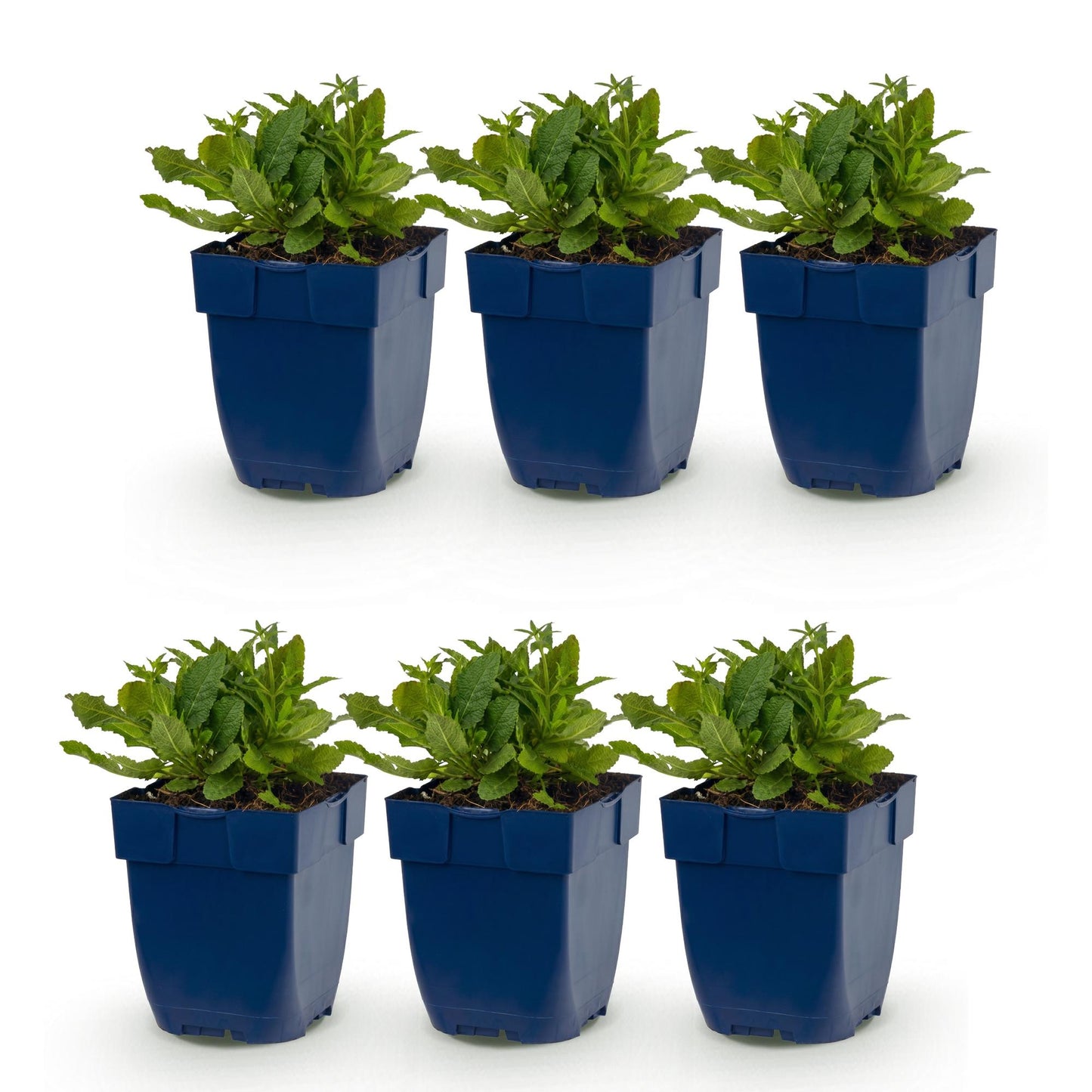 Salvia nem. Schneehügel, lot de 6 jeunes plants de sauge vivace aux feuilles vertes en pots bleus, alignés sur fond blanc.