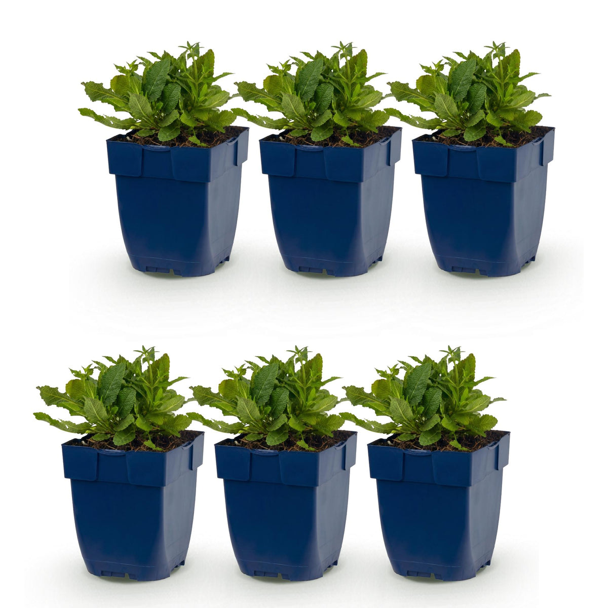 Salvia nem. Schneehügel, lot de 6 jeunes plants de sauge vivace aux feuilles vertes en pots bleus, alignés sur fond blanc.