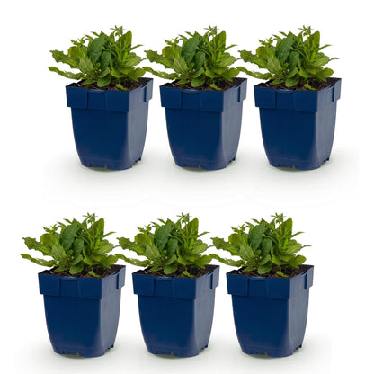 Salvia nem. Schneehügel, lot de 6 jeunes plants de sauge vivace aux feuilles vertes en pots bleus, alignés sur fond blanc.