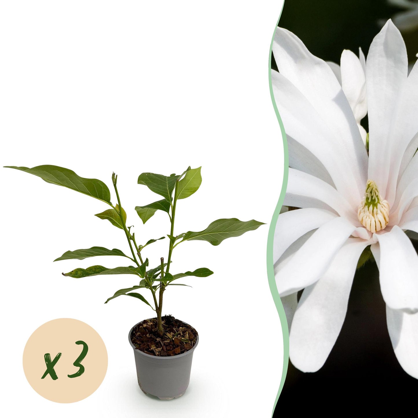 Magnolia stellata Royal Star. Un jeune plant en pot accompagné d'une magnifique fleur blanche épanouie, avec un badge 'x3' indiquant un lot.