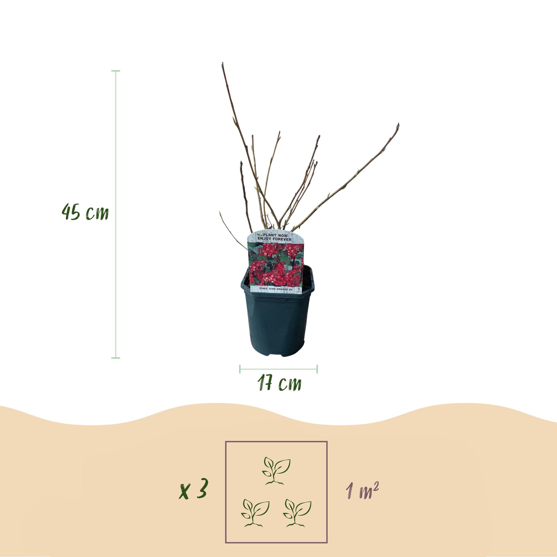 Ribes sanguineum Kind Edward en pot avec des indications de hauteur (45cm) et de diamètre (17cm). Conseils de plantation : 3 plants par m².