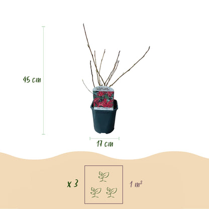 Ribes sanguineum Kind Edward en pot avec des indications de hauteur (45cm) et de diamètre (17cm). Conseils de plantation : 3 plants par m².