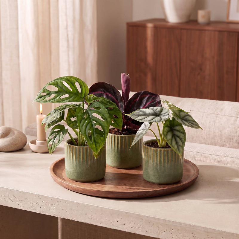 Lot de bébés plantes tropicales : Alocasia, Calathea et Monstera - Pot de 6cm