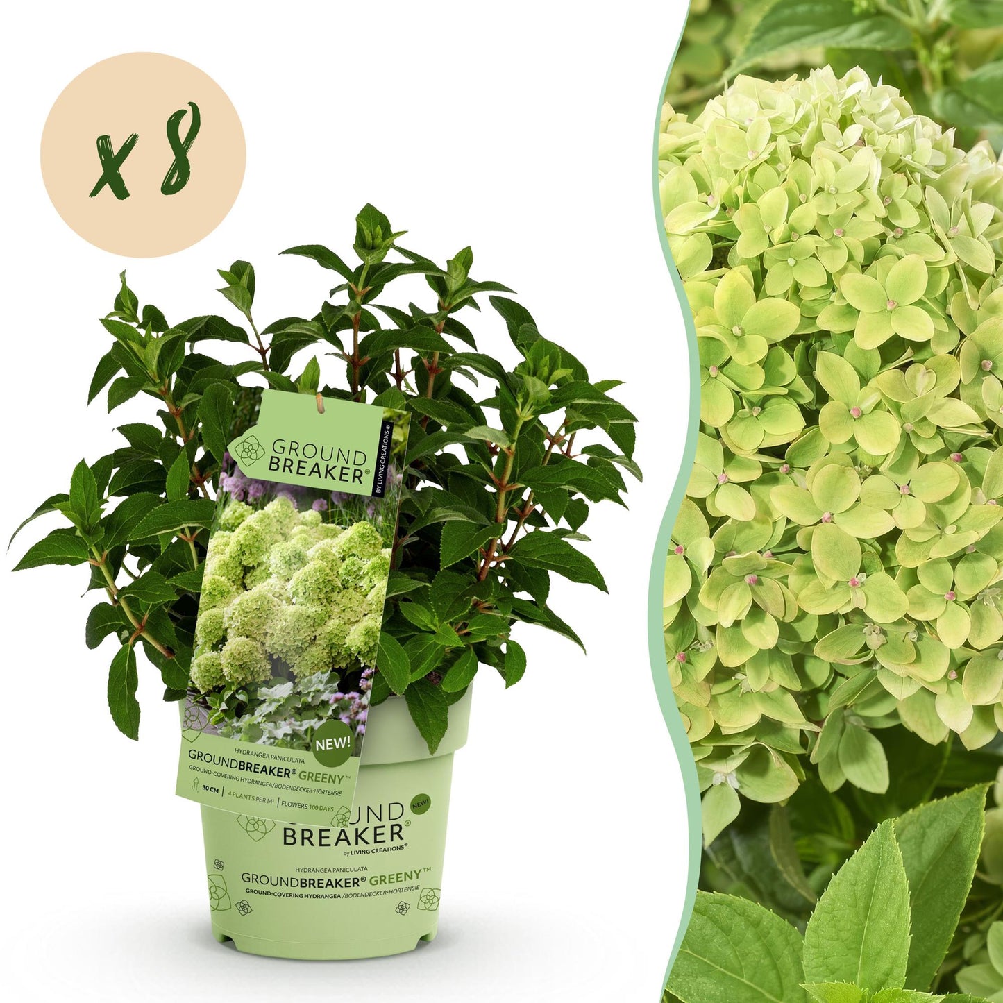 Hydrangea paniculata Groundbreaker Greeny en pot avec une étiquette produit et une pastille "x8" pour le lot, à côté d'un gros plan des fleu