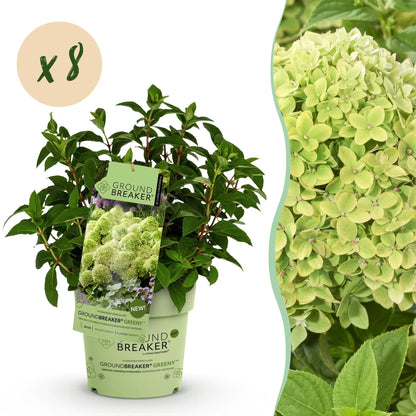 Hydrangea paniculata Groundbreaker Greeny en pot avec une étiquette produit et une pastille "x8" pour le lot, à côté d'un gros plan des fleu
