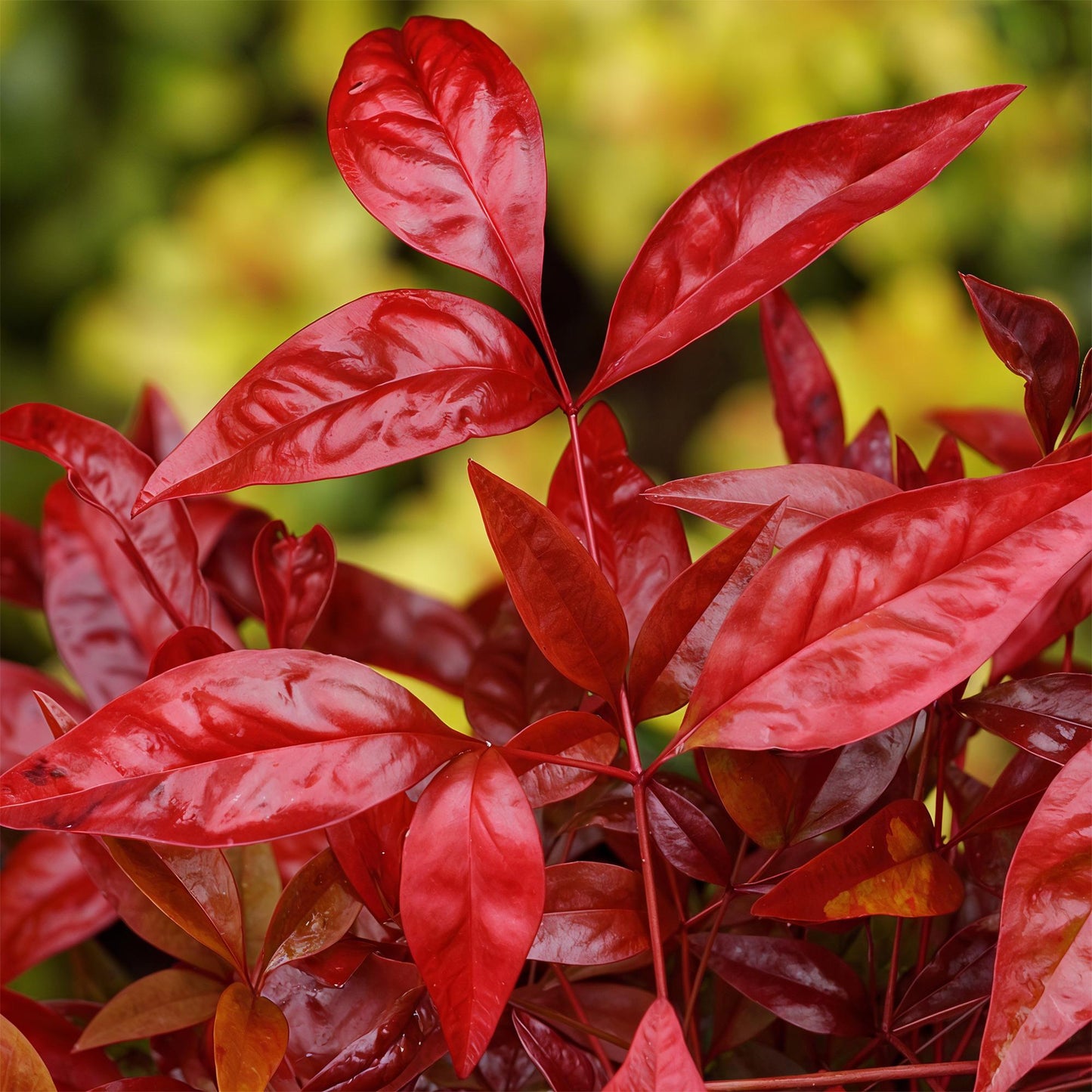 Nandina Blush Pink. Gros plan sur les feuilles rouge vif et brillantes d'un Nandina Blush Pink, avec un arrière-plan flou vert et jaune.