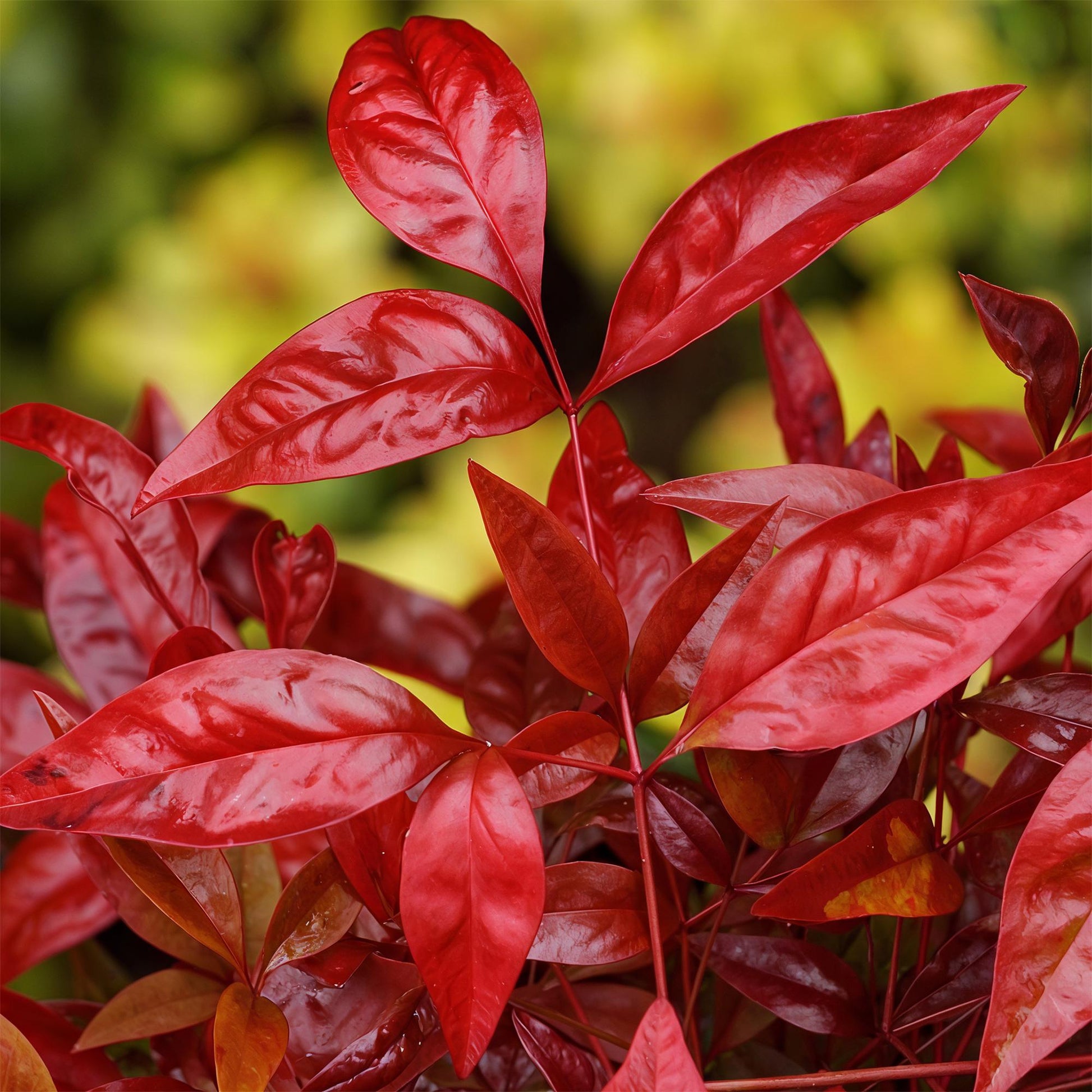 Nandina Blush Pink. Gros plan sur les feuilles rouge vif et brillantes d'un Nandina Blush Pink, avec un arrière-plan flou vert et jaune.