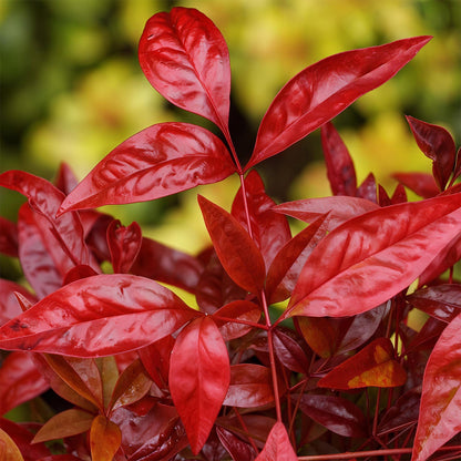 Nandina Blush Pink. Gros plan sur les feuilles rouge vif et brillantes d'un Nandina Blush Pink, avec un arrière-plan flou vert et jaune.
