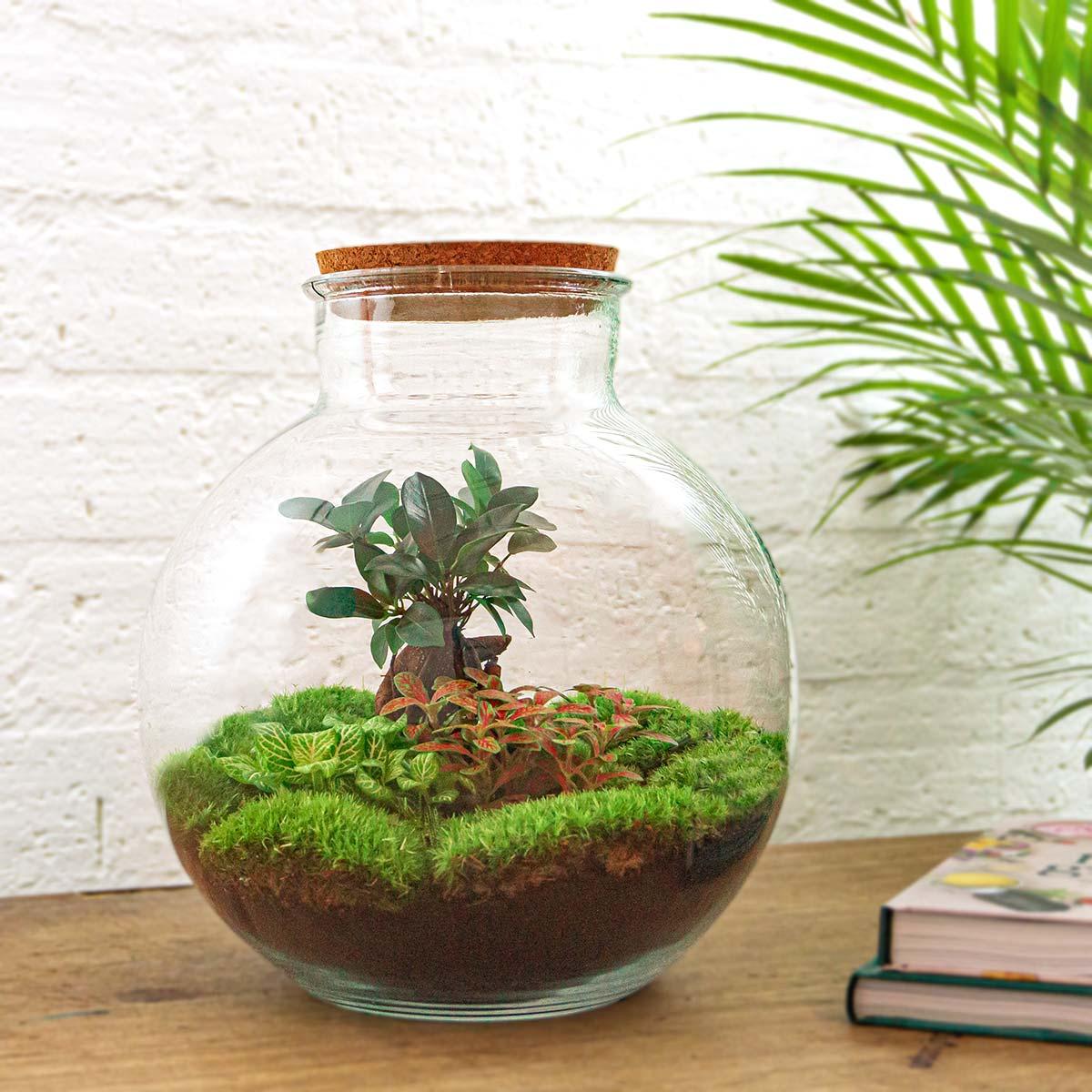 Grand kit terrarium bonsaï Ficus Ginseng et Fittonia, bocal Ø 31 cm, avec outils ou bouchon LED