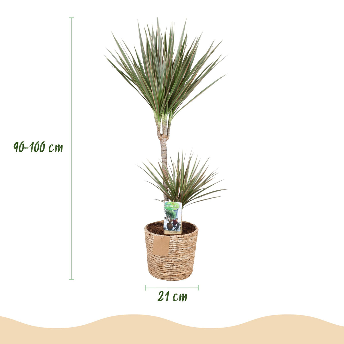Grand Dracaena Marginata Bicolor vert et rouge, cultivé en pot tressé marron clair sur fond blanc