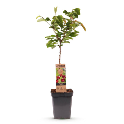 Cerisier Prunus avium Regina en pot sur fond blanc, prêt à être planté et à donner de délicieuses cerises.