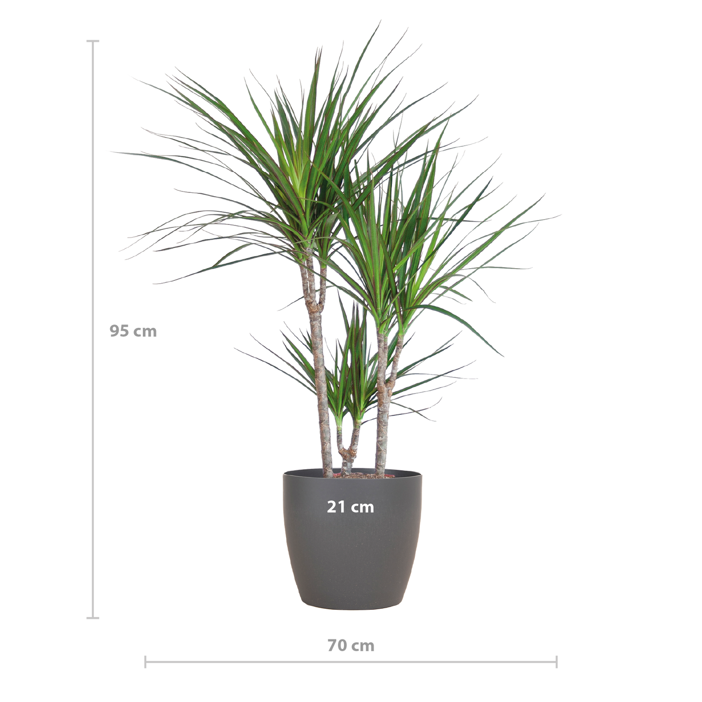 Dracaena Marginata avec pot Potter gris - 95cm - Ø21