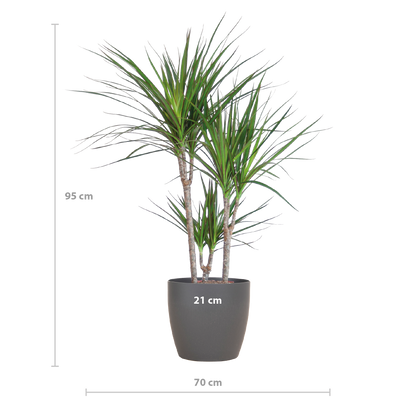 Dracaena Marginata avec pot Potter gris - 95cm - Ø21