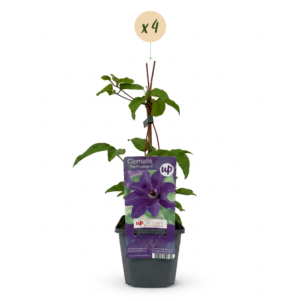 Clématite 'The President' - lot de 4 plants, pot Ø9 cm