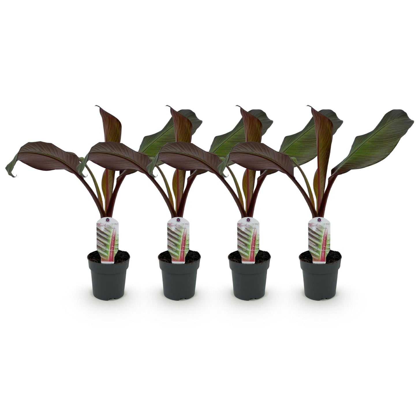 Bananier Ensete ventricosum Maurelli. Quatre jeunes plants avec des feuilles rouges et vertes en pots noirs, alignés sur fond blanc.