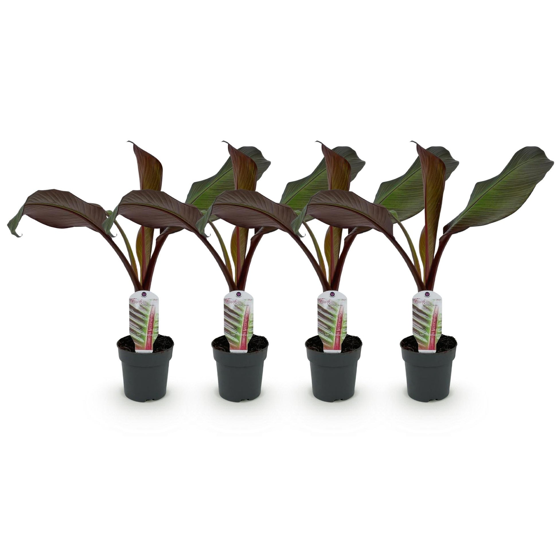 Bananier Ensete ventricosum Maurelli. Quatre jeunes plants avec des feuilles rouges et vertes en pots noirs, alignés sur fond blanc.