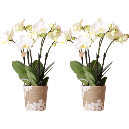 Orchidée Phalaenopsis blanche en pot