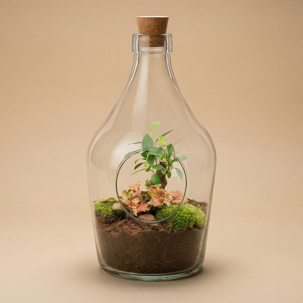 Terrarium ouvert en bouteille 3 L : Bonsaï et Fittonia Ruby Lime